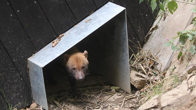 Brati Chico a Rico se zabydluj v jihlavsk zoo.