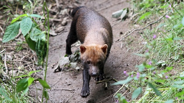 Brati Chico a Rico se zabydluj v jihlavsk zoo.