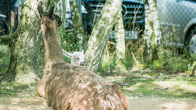 Mld lamy krotk se narodilo minulou nedli v Zooparku Na Hrdeku na Jindichohradecku.