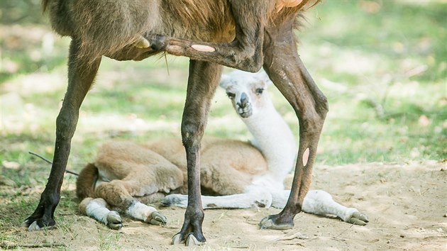 Mld lamy krotk se narodilo minulou nedli v Zooparku Na Hrdeku na Jindichohradecku.