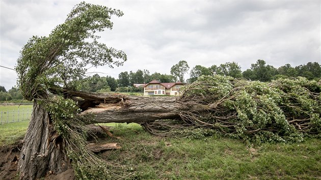 Polomy na Šumavě v okolí Nové Pece. Na snímku je zlomený strom u Horní Plané.