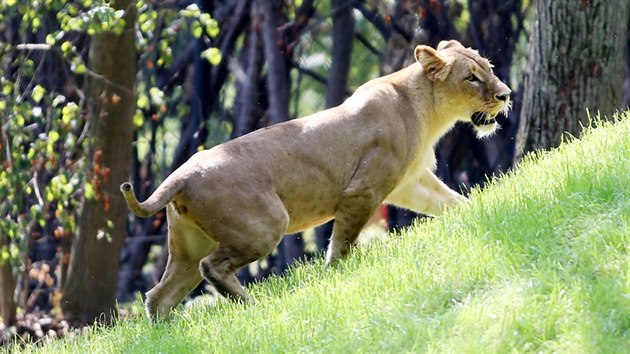 Lvi kont maj v novm venkovnm vbhu brnnsk zoo spoustu prostoru i hraek k vyit, pi jejich pedstaven veejnosti k nim oetovatel pidali i nadvanou kartonovou zebru. A pardn msta k pozorovn lv maj tak nvtvnci.