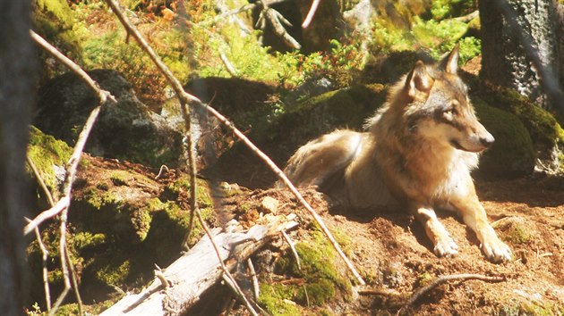 Vlci ve výběhu u návštěvnického centra v Srní na Šumavě.