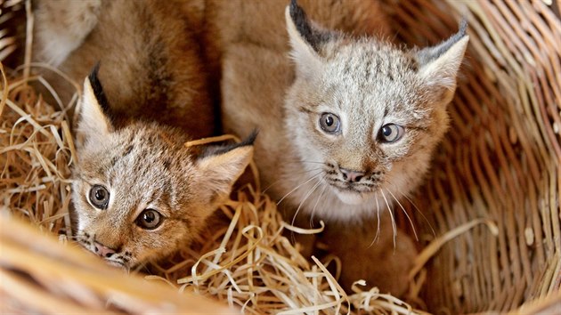 V plzeské zoo odchovali dv mláata rysa kanadského. (24. 8. 2017)