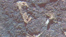 Minerál koktait zvtený pod mikroskopem.
