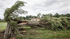 Polomy na umav v okolí Nové Pece. Na snímku je zlomený strom u Horní Plané.