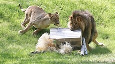 Lvi konžští mají v novém venkovním výběhu brněnské zoo spoustu prostoru i...