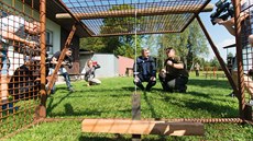 V roce 2017 chytali myslivci divo�áky v zamo�ené zón� u Zlína do speciálních...