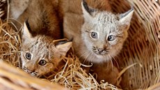 V plzeňské zoo odchovali dvě mláďata rysa kanadského. (24. 8. 2017)