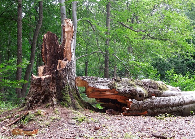 Poslední památný strom z unikátní skupiny ty Lipovských buk poblí See na...