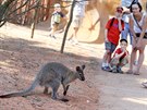 V zoo ve Vykov oteveli australskou expozici.