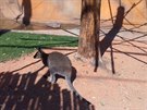 V Zooparku ve Vykov oteveli australskou expozici s klokany