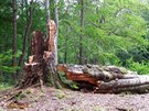 Posledn pamtn strom z uniktn skupiny ty Lipovskch buk pobl See na...
