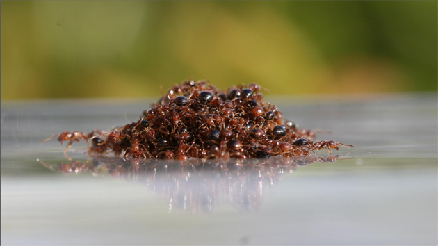 Mravenci vytvoí ivý vor, který se dokáe udret na hladin i dva týdny
