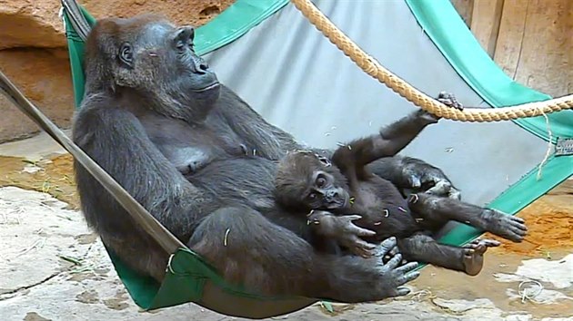 Vzácný okamžik: šestnáctiměsíční gorilí batole Ajabu v náruči u samice Kamby.