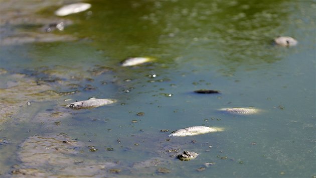 Ped dvma lety  v srpnu vyschl i posledn, tet pibick rybnk v Pibicch na Brnnsku. Na dn le v zelen vod mrtv rybky.