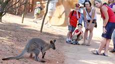 V zoo ve Vykov oteveli australskou expozici.