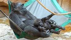 Vzácný okamik: estnáctimsíní gorilí batole Ajabu v nárui u samice Kamby.