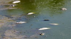 Takto vyschl rybník ped dvma lety v srpnu v Pibicích na Brnnsku.