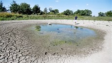 Ped dvma lety  v srpnu vyschl i poslední, tetí pibický rybník v Pibicích...