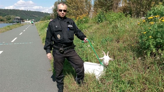 Stráníci zachraovali kozu. U je zpátky u majitele.