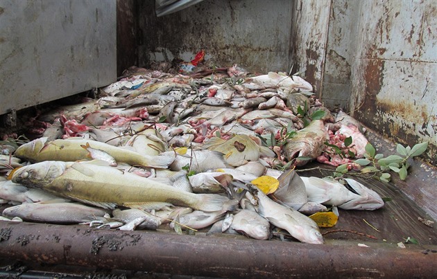 Odvoz uhynulých ryb do kafilerie.