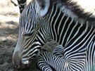 Zebra Grévyho, která se narodila v srpnu v zoologické zahrad Brno.