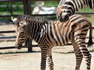 Zebra Chapmanova, která se narodila v srpnu v zoologické zahrad Hodonín.