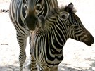 Zebra Chapmanova, která se narodila v srpnu v zoologické zahrad Hodonín.
