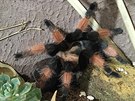 Brachypelma emilia (na výstav sklípkan v Zoo Praha, 9.- 30.9.2017)