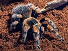 Brachypelma hamorii (na výstav sklípkan v Zoo Praha, 9.- 30.9.2017)