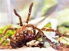 Theraphosa stirmi (na výstav sklípkan v Zoo Praha, 9.- 30.9.2017)