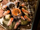 Brachypelma boehmei (na výstav sklípkan v Zoo Praha, 9.- 30.9.2017)