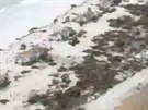Ostrov Barbudu hurikán Irma zcela zdevastoval