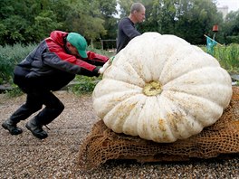 OBÍ TYKEV. Mui pesunují obrovskou dýni ped jejím vystavením v botanické...