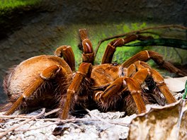 Theraphosa blondi (na výstav sklípkan v Zoo Praha, 9.- 30.9.2017)