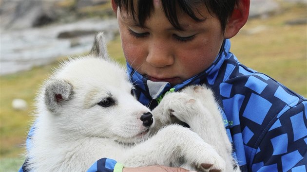 Říká se, že v Grónsku žije desetkrát víc tažných psů než lidí.