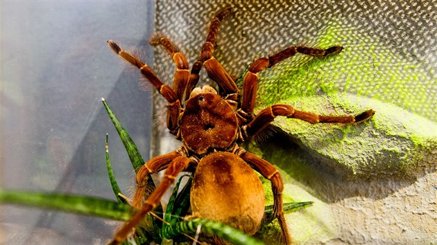 Theraphosa blondi (na vstav sklpkan v Zoo Praha, 9.- 30.9.2017)