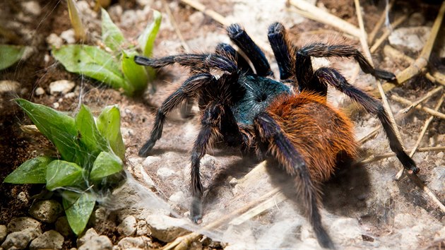 Chromatopelma cyanopubescens (na vstav sklpkan v Zoo Praha, 9.- 30.9.2017)