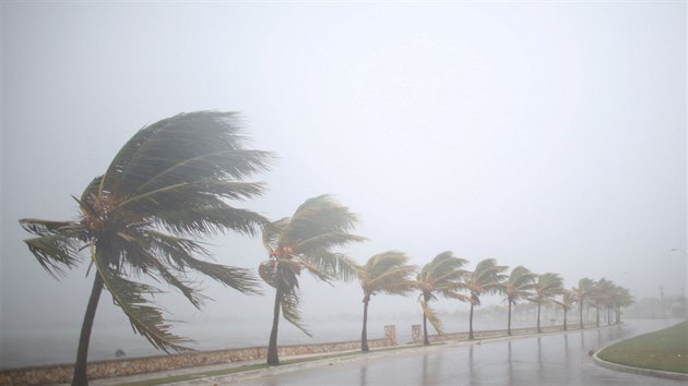 Řada palem na jednom z karibských ostrovů odolává náporu větru. (8. září 2017)