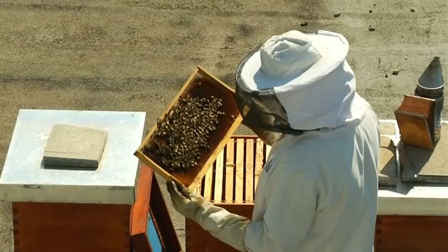 V Lublani je městské včelaření stále populárnější.
