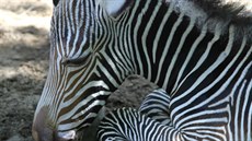 Zebra Grévyho, která se narodila v srpnu v zoologické zahrad Brno.