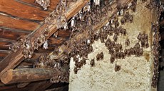 Kolonie netopýrů žijící na půdě.