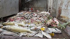 Odvoz uhynulých ryb do kafilerie.
