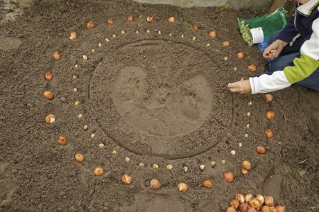 Klidn kombinujte cibuloviny s vtmi a drobnjmi kvty, napklad tulipny...