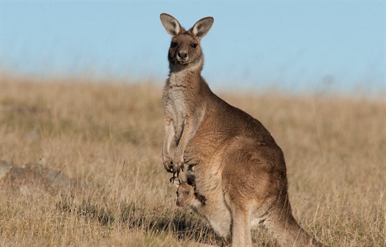 Klokan obrovský s mládtem v australském národním parku Maria Island