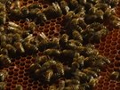 Podle rozboru i mstské vely mají med bez pímsí kodlivých látek.