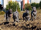 A má thajský ridgeback nízké nároky na prostor, vyaduje naoplátku dostatek...