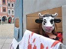 Aktivisté s maskami vepe i krávy sedli ve stedu odpoledne na dlab...