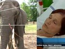 Za zrann eny cirkusovm slonem nelze nikoho sthat, uzavela policie